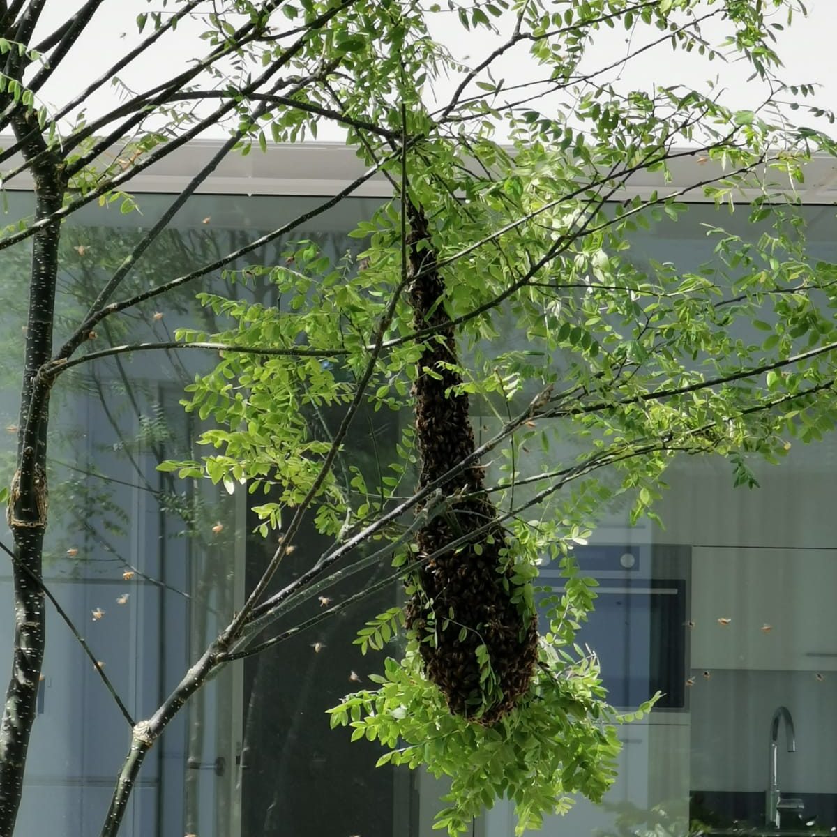 Alle kleine bijtjes helpen